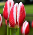 КЭНДИ ЭППЛ ДЕЛАЙТ_дарвиновы гибр_60 см