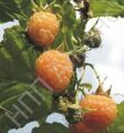 Малина_челябинская_желтая