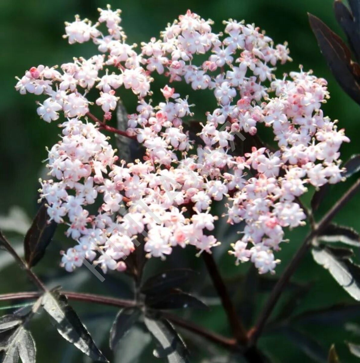 Фото бузины. Бузина чёрная Sambúcus nígra. Бузина черная (Sambucus nigra). Бузина чёрная (Sambucus nigra l.). Самбукус Нигра (Бузина черная)куст.